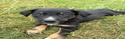 Mixed Breed dogs for sale: Collie pups  in Oswestry - Advert 11