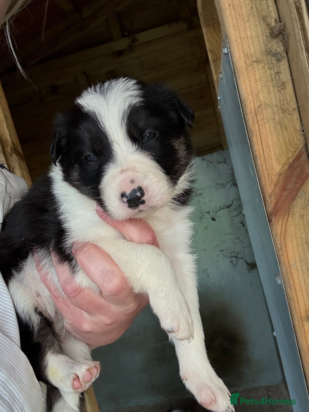 Border Collie dogs for sale: Beautiful Border Collie Puppies - Image 10