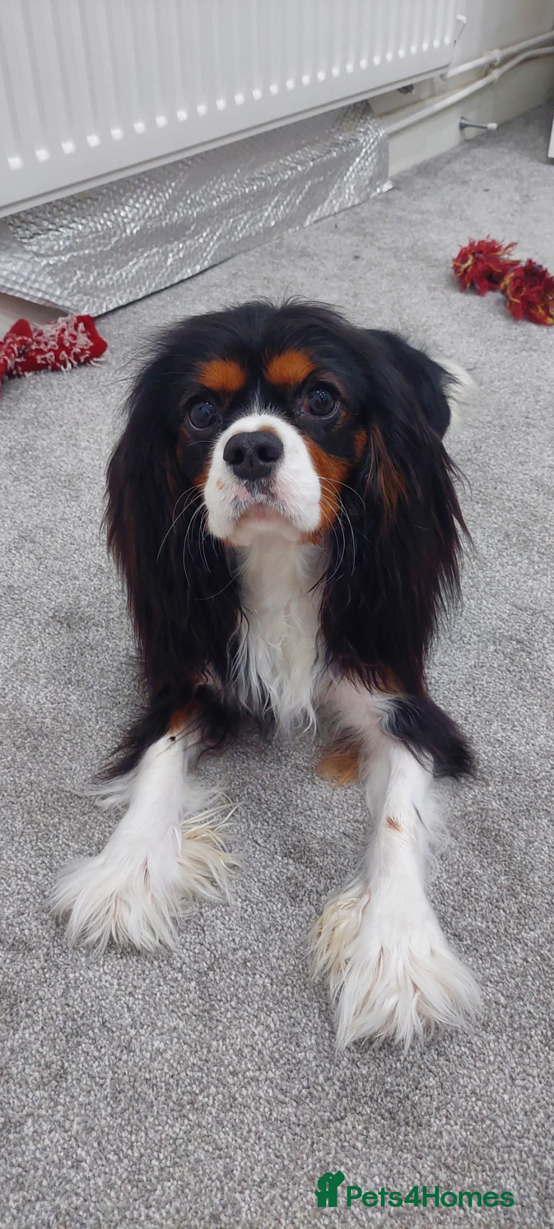 Cavalier King Charles Spaniel dogs for stud: Cavalier King Charles Spaniel – For Stud – Kent - Advert 2