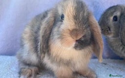 Mini Lop rabbits for sale: Stunning babies various ages vaccinated  - Advert 17