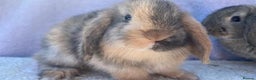 Mini Lop rabbits for sale: Stunning babies various ages vaccinated  - Advert 15
