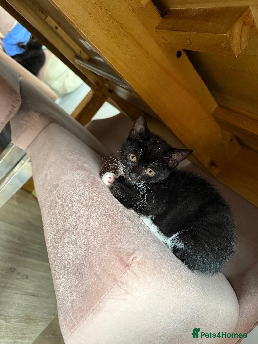 British Shorthair cats for sale: British short hair cross  - Image 13
