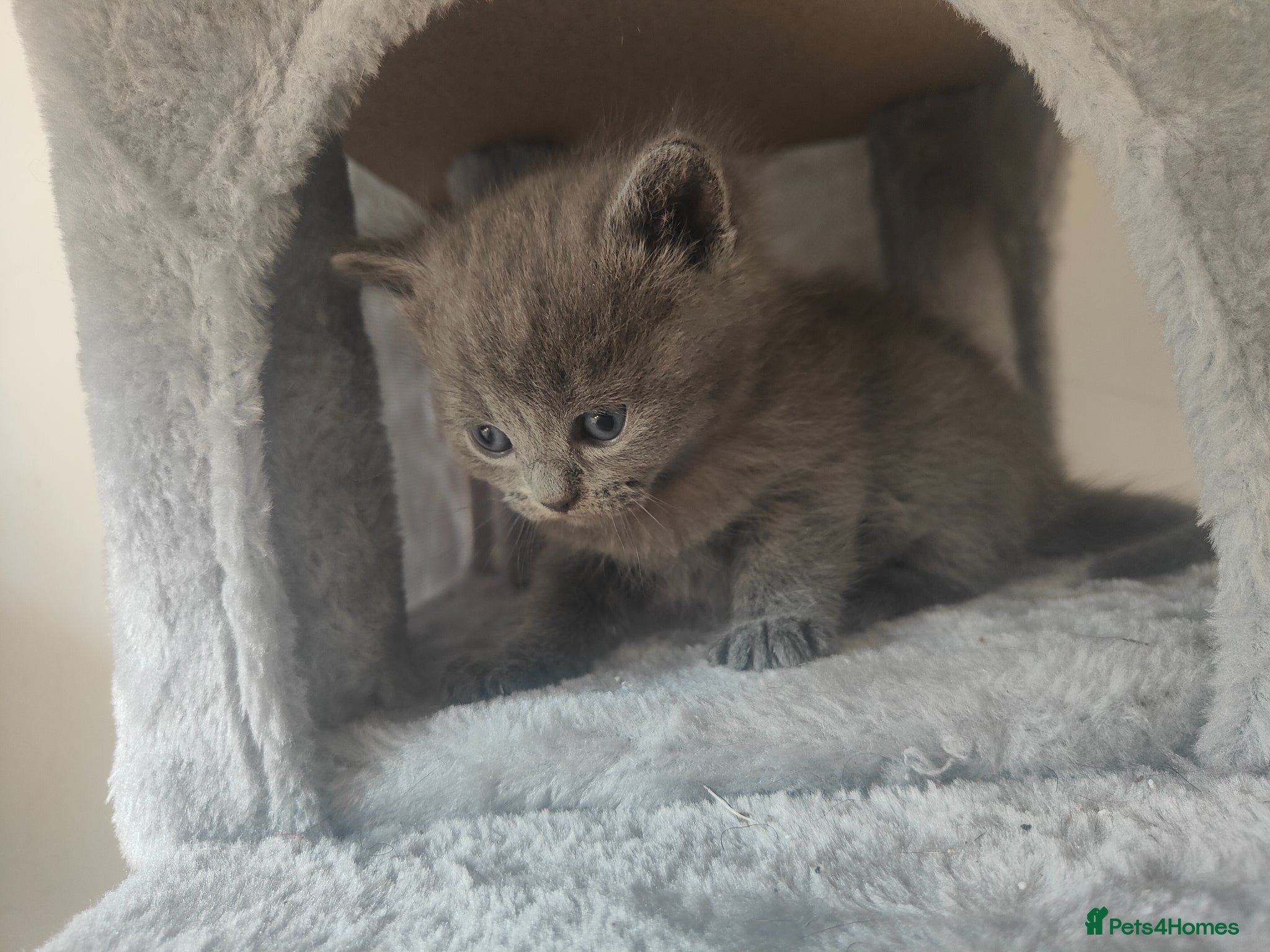 British Shorthair cats for sale: Beautiful British Shorthair Gorgeous kittens in London - Advert 4