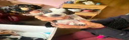 Dachshund dogs for sale: Minature dachshund pups  in Glenrothes - Advert 5