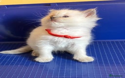 Ragdoll cats for sale: GCCF registered ChampionBloodline 5GENpedigree BSH - Image 5