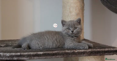 British Shorthair cats - Advert 7
