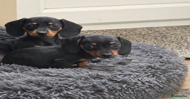 Miniature Dachshund dogs - Advert 7