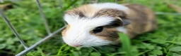 Guinea Pig rodents for sale: California x male 6m and baby boy - Advert 1