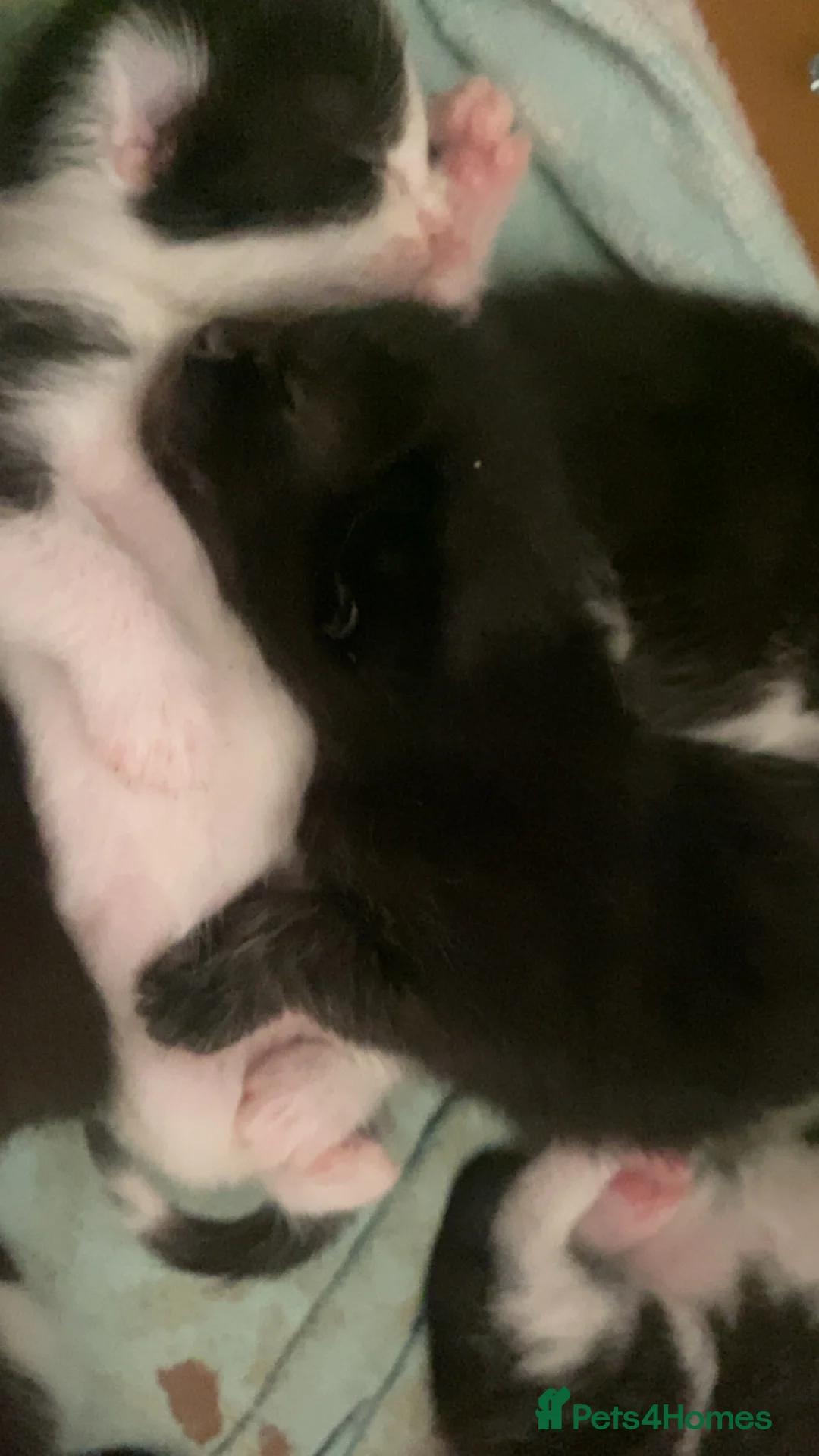 Mixed Breed cats for sale: Mixed breed kittens  - Advert 10