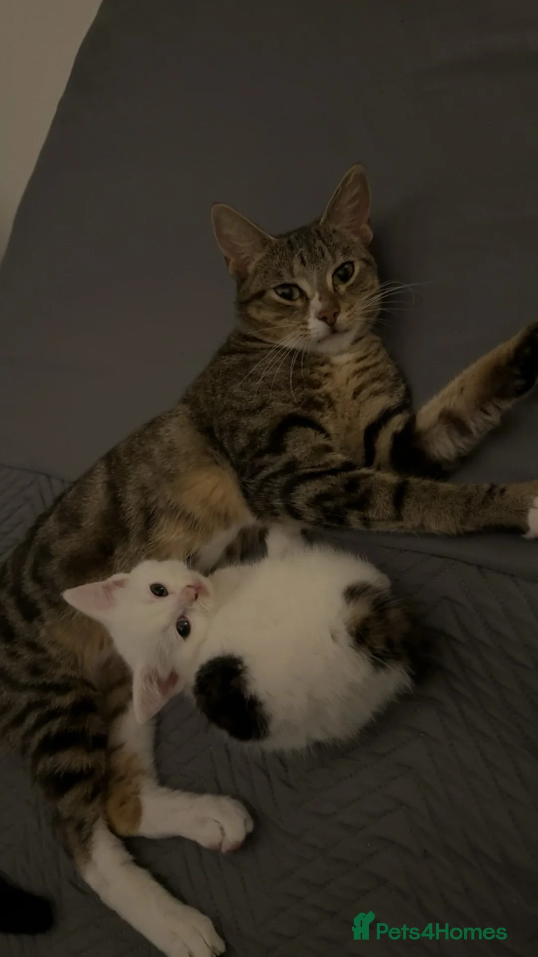 Mixed Breed cats for sale: Female kitten, white & tabby in Bristol - Advert 1