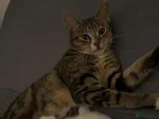 Mixed Breed cats Female kitten, white & tabby in Bristol - Advert 1