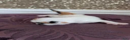 Mixed Breed cats for sale: £40 each or 2 for £70 - read description :) in Liverpool - Advert 24