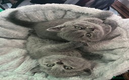 British Shorthair cats for sale: British short hair boys - Image 11