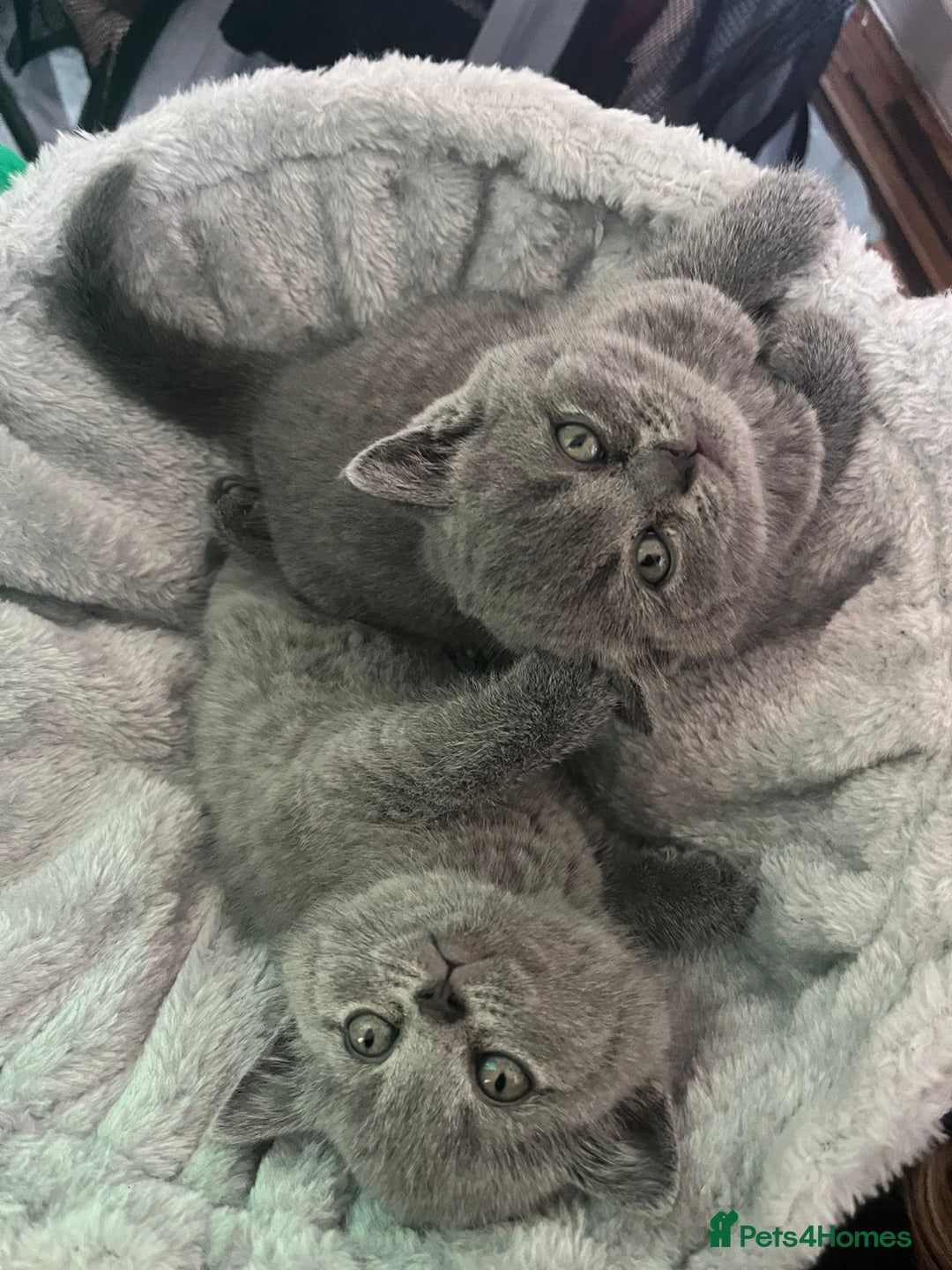 British Shorthair cats for sale: British short hair boys - Image 11