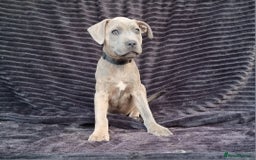 Staffordshire Bull Terrier dogs for sale: Staffordshire Bull Terrier Puppies - Image 6