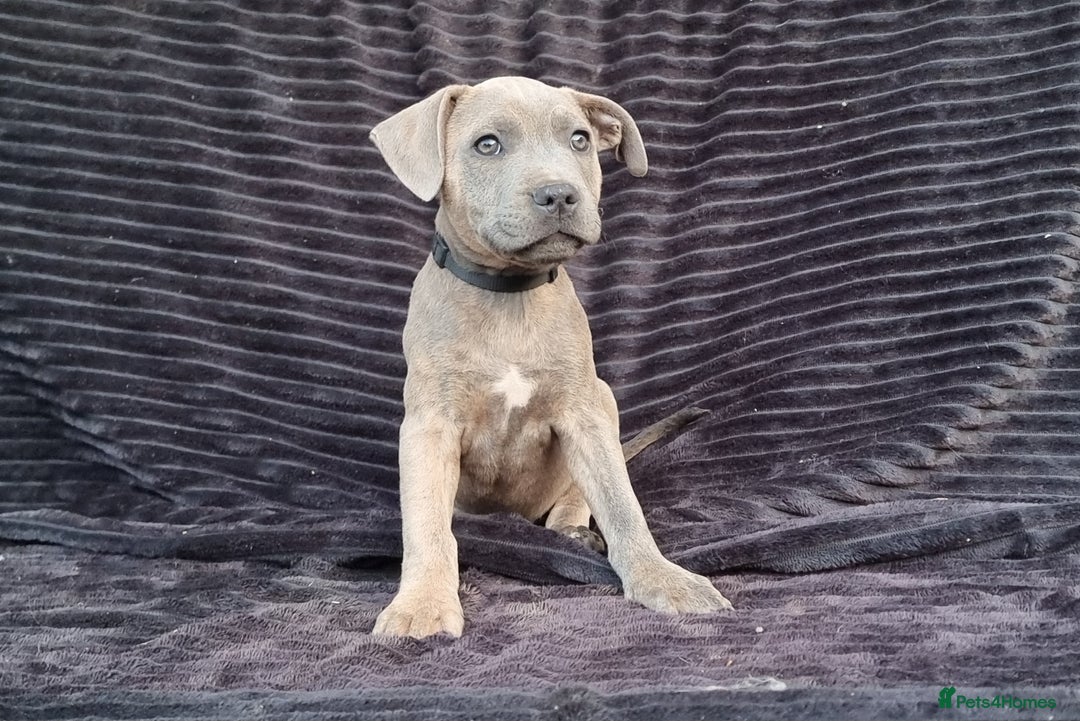 Staffordshire Bull Terrier dogs for sale: Staffordshire Bull Terrier Puppies - Image 6