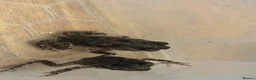 Toad reptiles for sale: 2 Baby Cane Toads - Advert 16