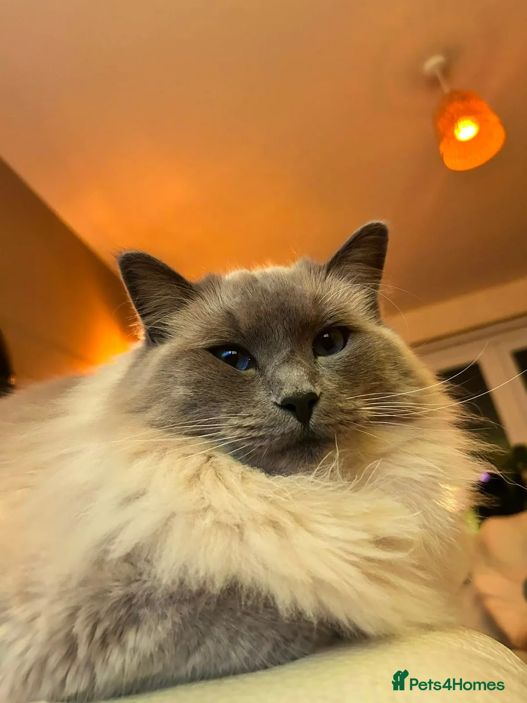 Ragdoll cats for sale: Ragdolls x2 Bonded Pair For Rehoming - Advert 4