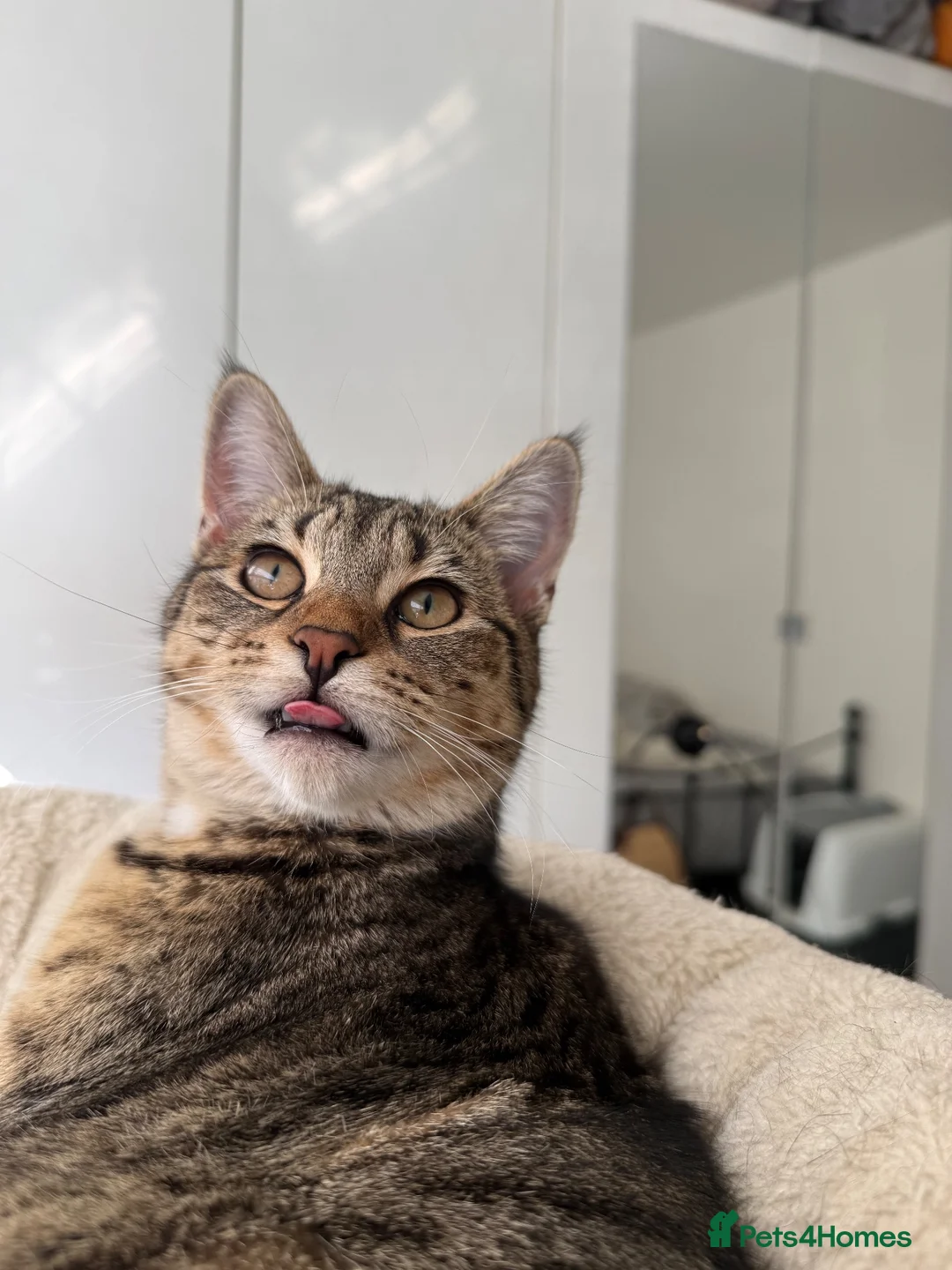 Mixed Breed cats for sale: Asu - The Beautiful Transformation - Advert 2