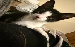 Mixed Breed cats for sale: Tilly  - Image 5