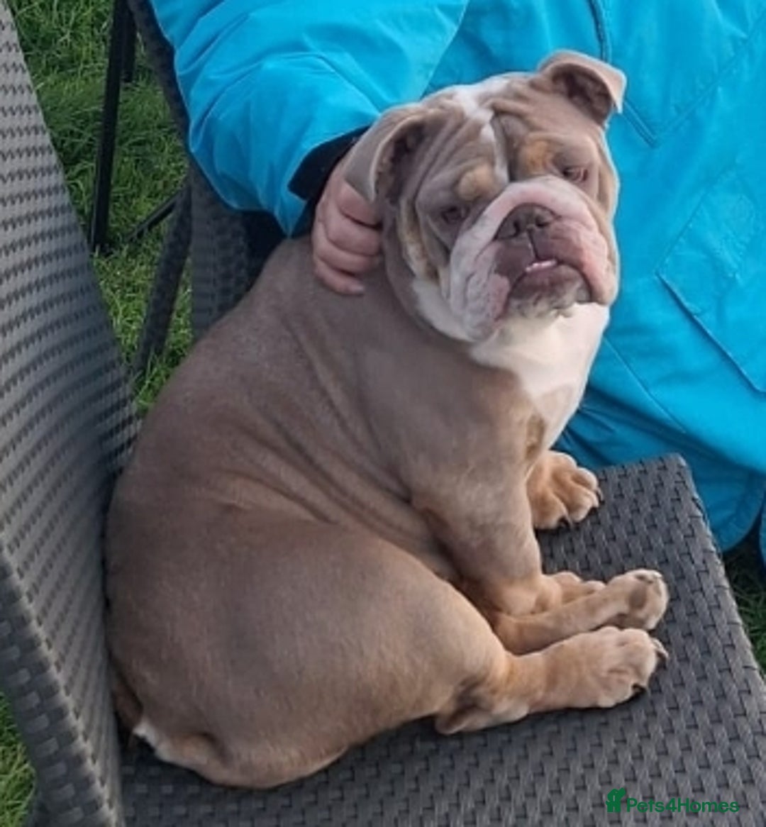 English Bulldog dogs for sale: Lilac/tan/ white English Bulldogs. 5 males. - Advert 21