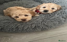 Cockapoo dogs for sale: Cockapoo puppy  - Image 2