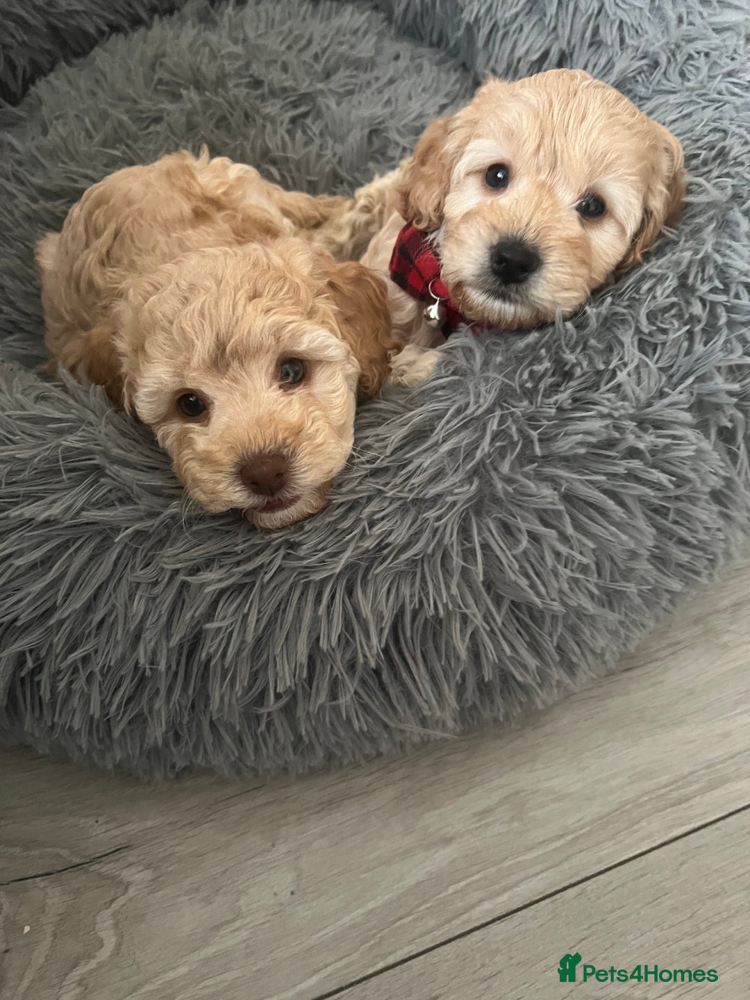 Cockapoo dogs for sale: Cockapoo puppy  - Image 2