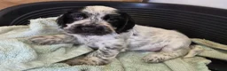 Cocker Spaniel dogs for sale: Show type cocker spaniel puppies  - Advert 11