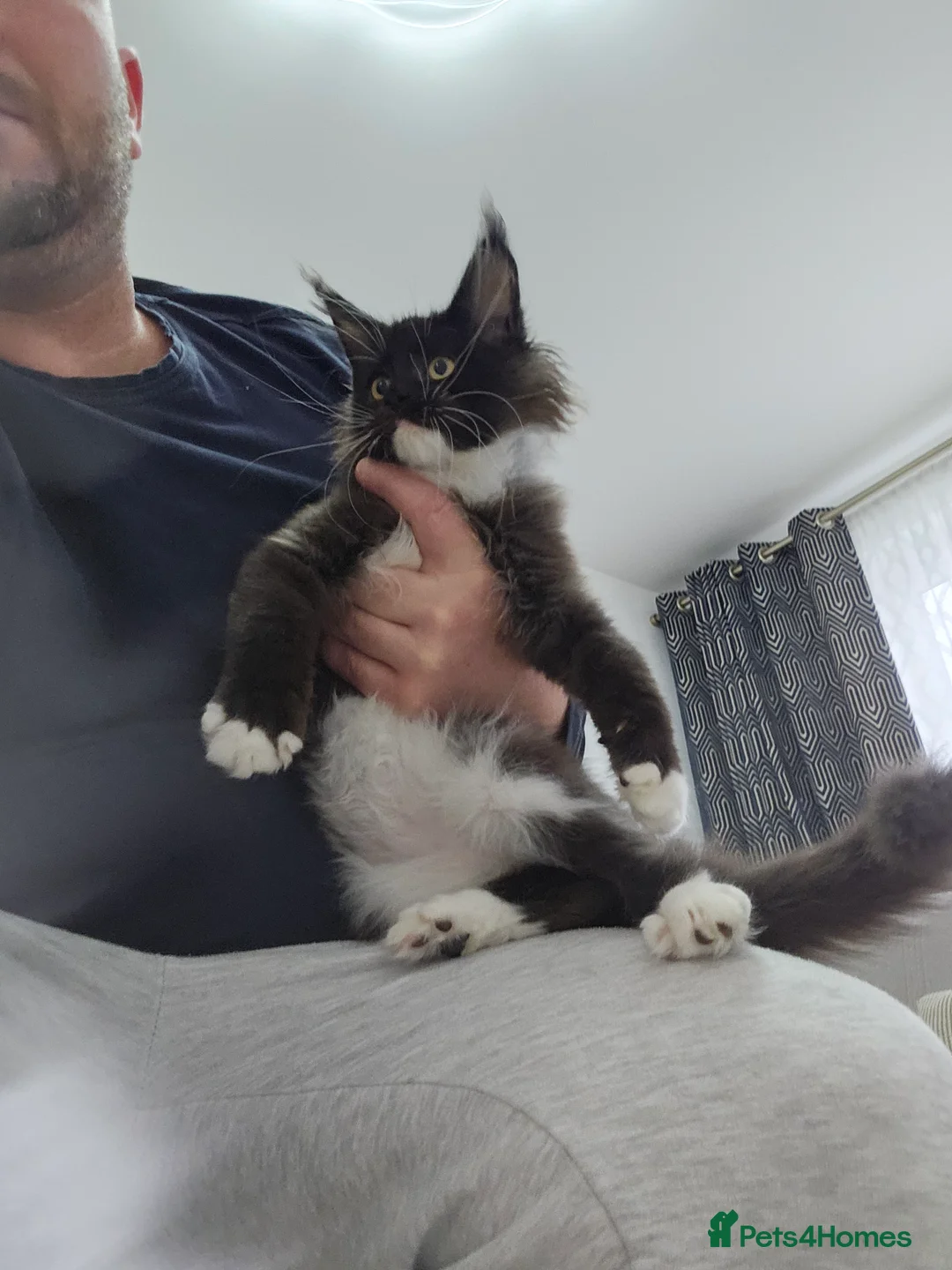 Maine Coon cats for sale: Giant Maine Coon  - Advert 8