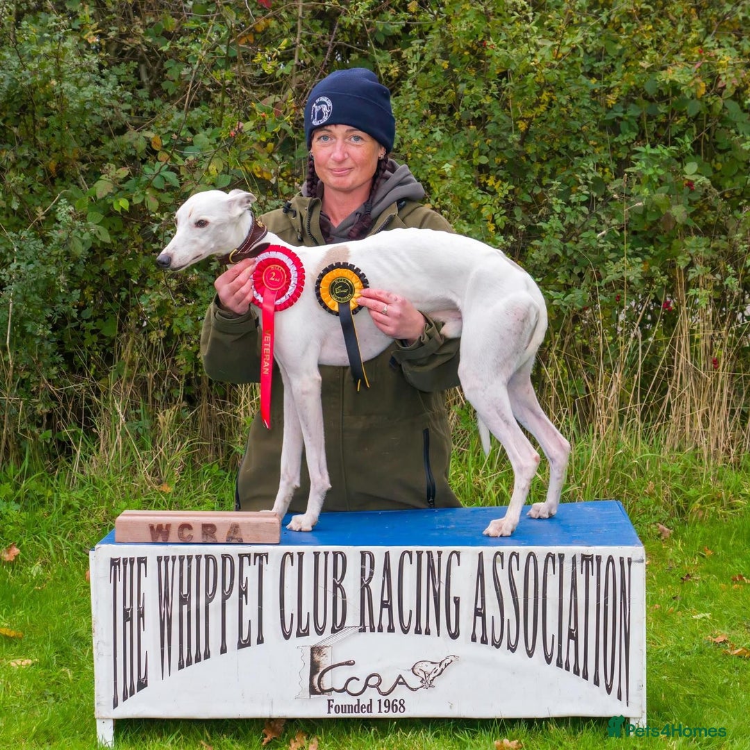 Whippet dogs for sale: Whippet pups  - Advert 7