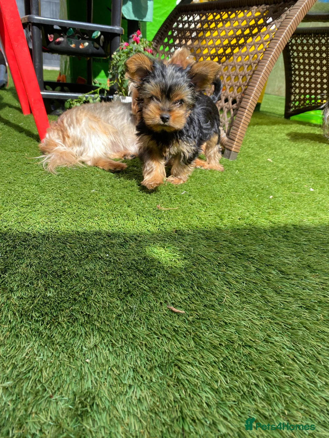 Yorkshire Terrier dogs for sale: Yorkshire Terrier boy  - Advert 2