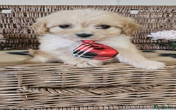 Cavapoo dogs for sale: Cavapoo puppies please call 07907327738 - Image 3
