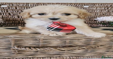 Cavapoo dogs - Advert 15