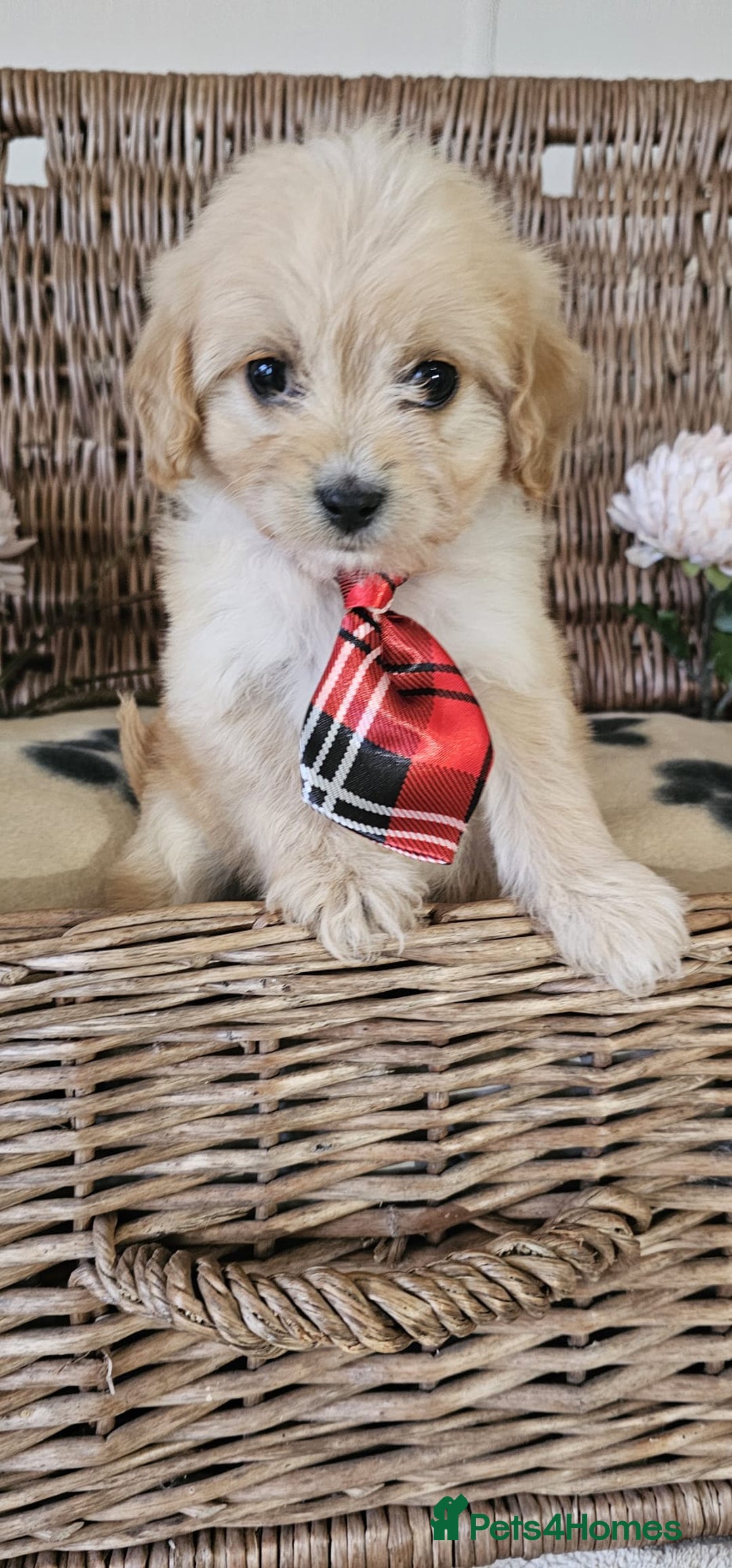 Cavapoo dogs for sale: Cavapoo puppies please call 07907327738 - Image 3