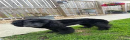 Cocker Spaniel dogs for sale: Jaxon - Advert 2