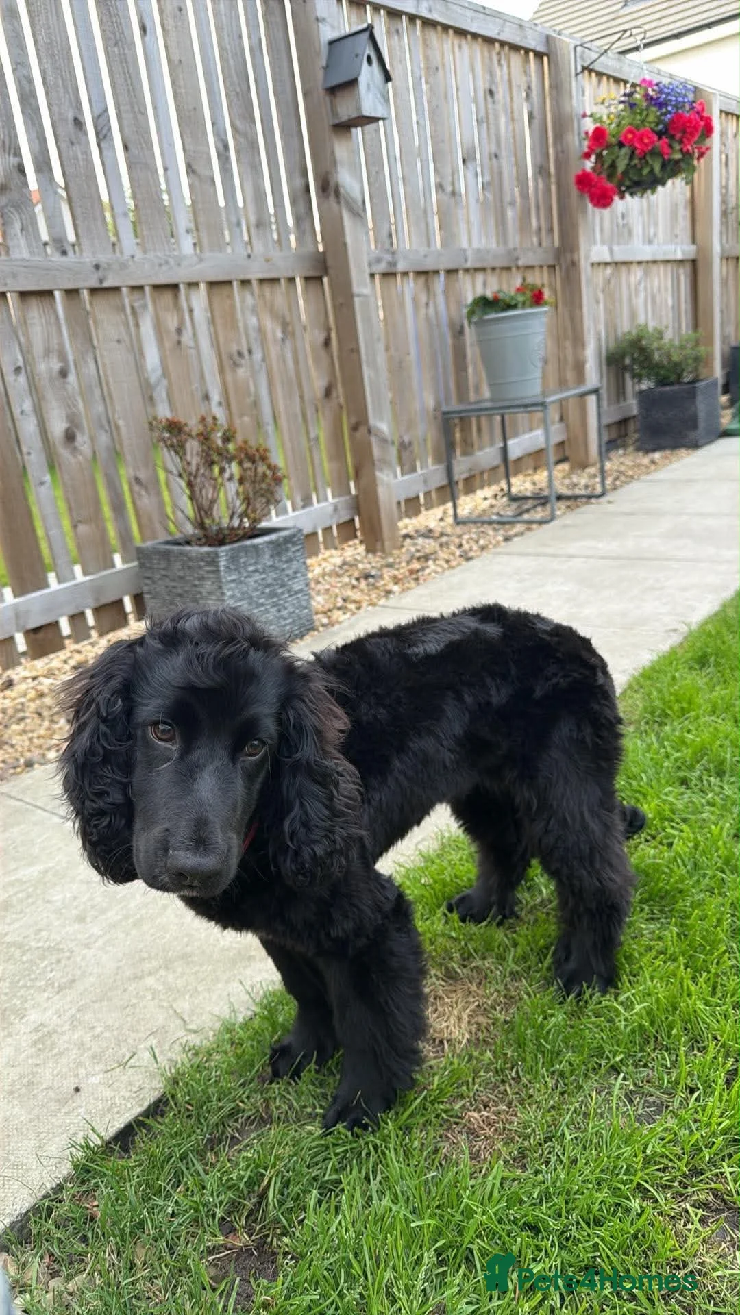 Cocker Spaniel dogs for sale: Jaxon - Advert 2