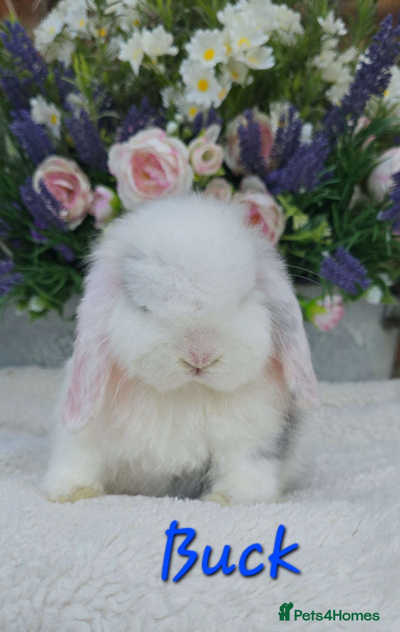 Mini Lop rabbits Beautiful quality mini lops - Advert 1