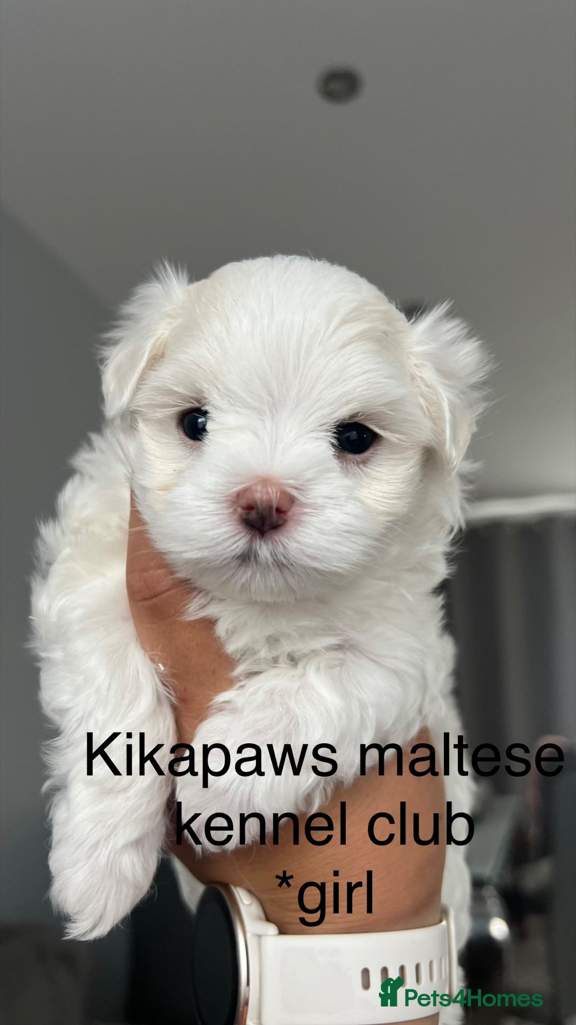 Maltese dogs Kikapaws Maltese puppies 🐶  - Advert 1