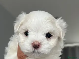 Maltese dogs for sale: Kikapaws Maltese puppies 🐶 - Advert 1