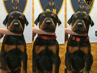 Dobermann dogs 🐾 Females available/KC reg🐾 Top Pedigree - Advert 5
