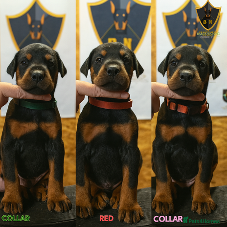 Dobermann dogs 🐾 Females available/KC reg🐾 Top Pedigree - Advert 1