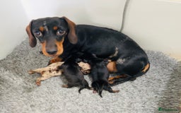Miniature Dachshund dogs for sale: Cream Dapples & Red Dapples KC registered  - Image 15