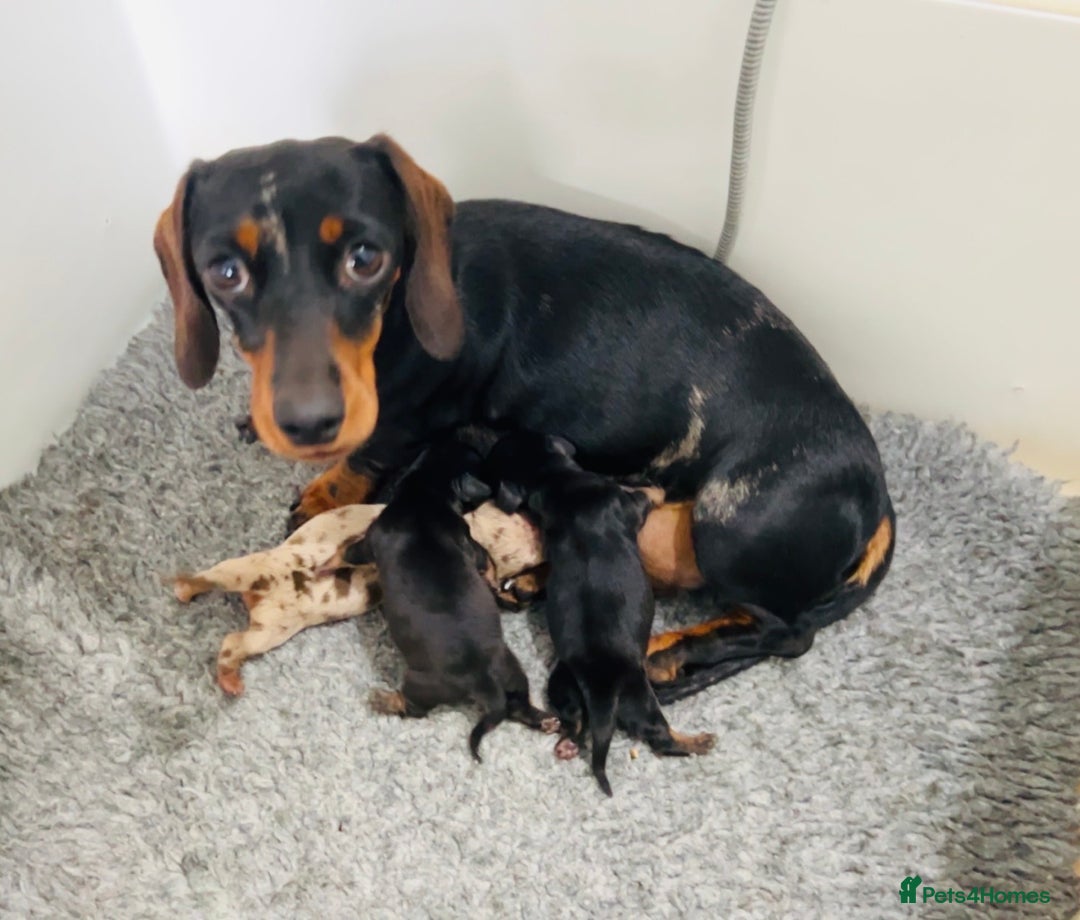 Miniature Dachshund dogs for sale: Cream Dapples & Red Dapples KC registered  - Image 15