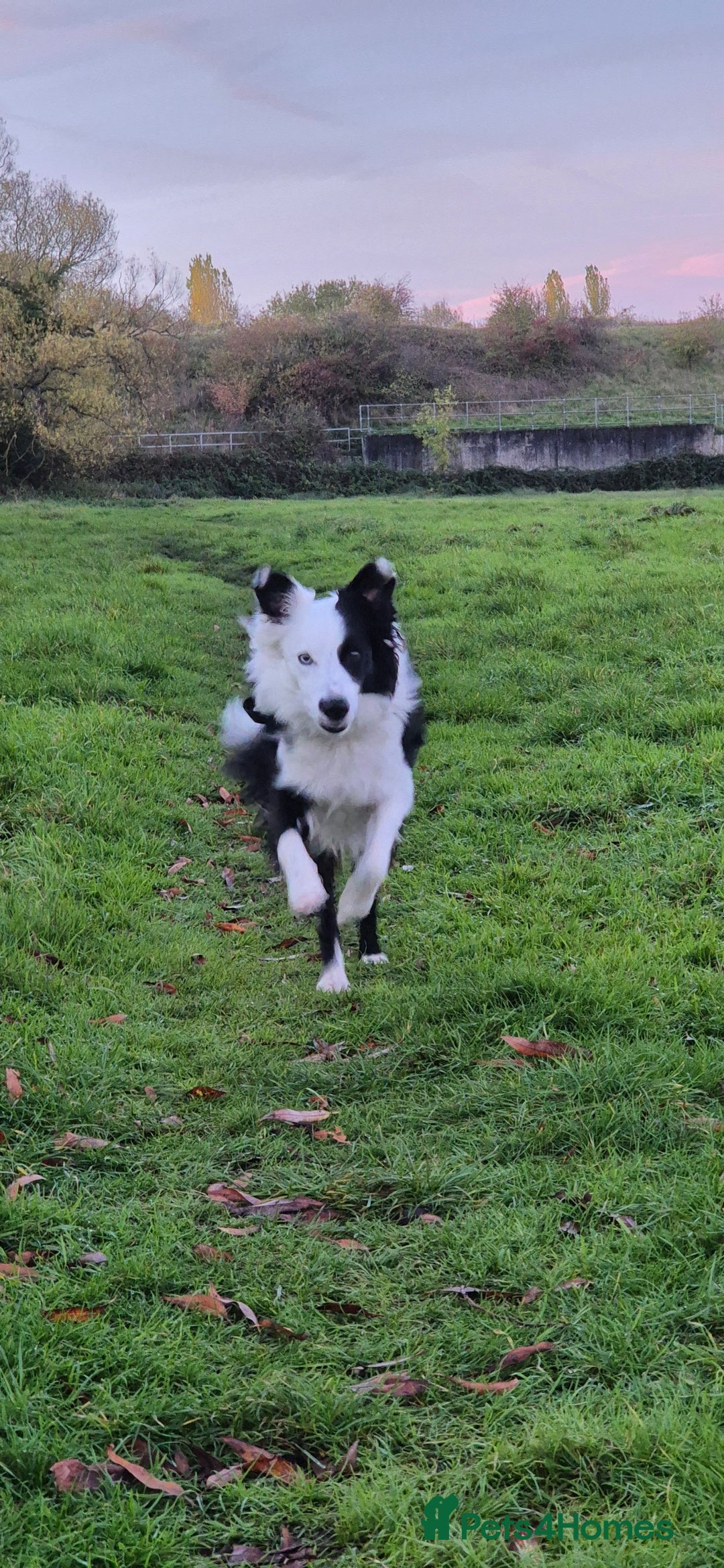 Border Collie dogs for sale: Border Collie 'Bandit' looking for a good home - Advert 1
