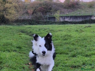 Border Collie dogs Border Collie 'Bandit' looking for a good home - Advert 1