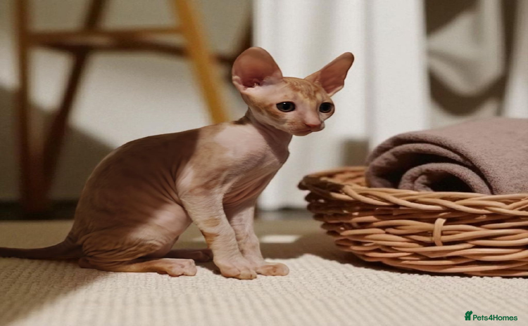 Cornish Rex cats - Advert 2
