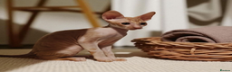 Cornish Rex cats for sale: Cornish Rex Kitten Ready for his new  home! - Advert 4