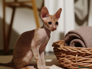 Cornish Rex cats - Advert 2