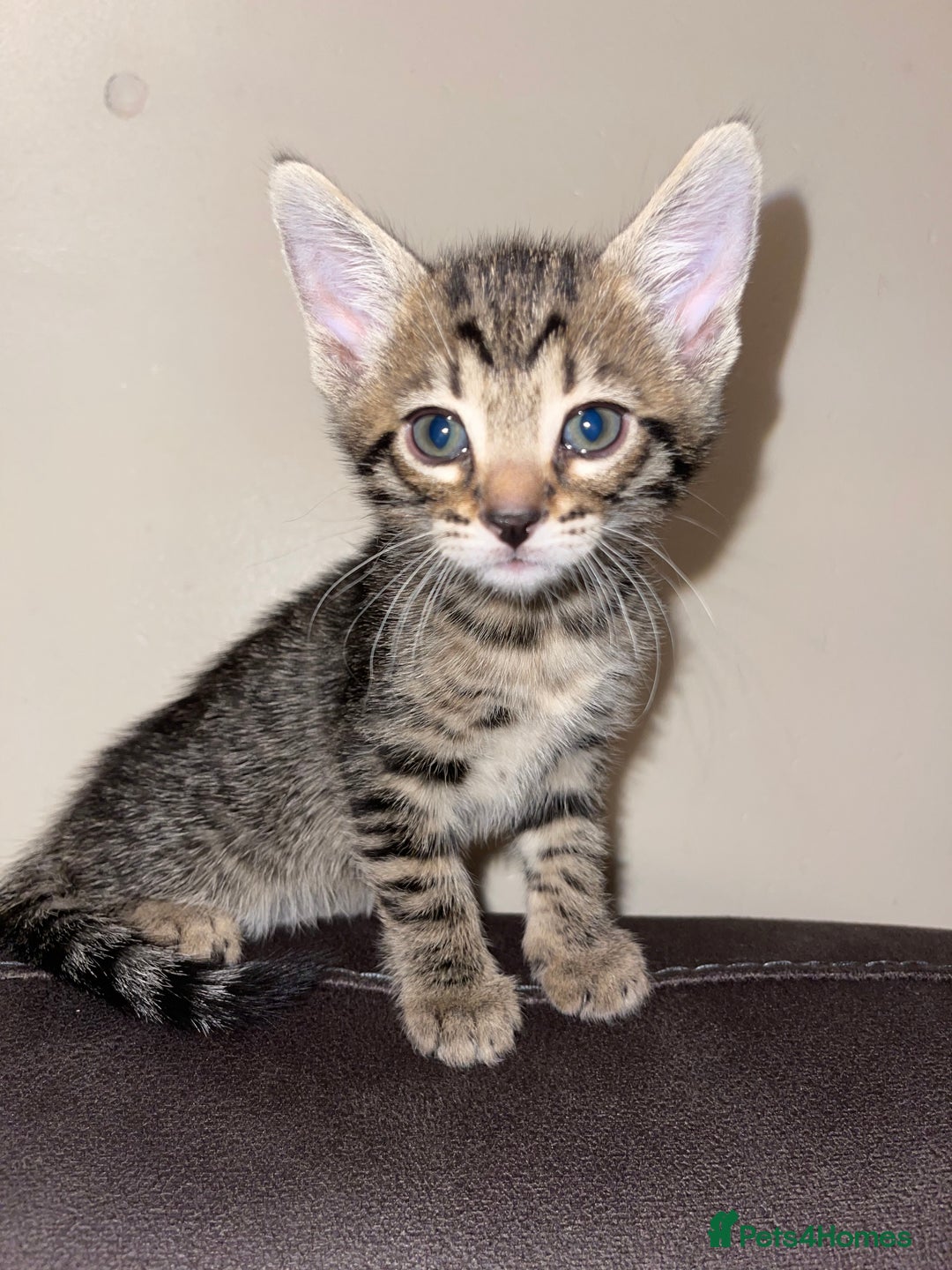 Mixed Breed cats for sale: Bengal mixed kitten  - Advert 9
