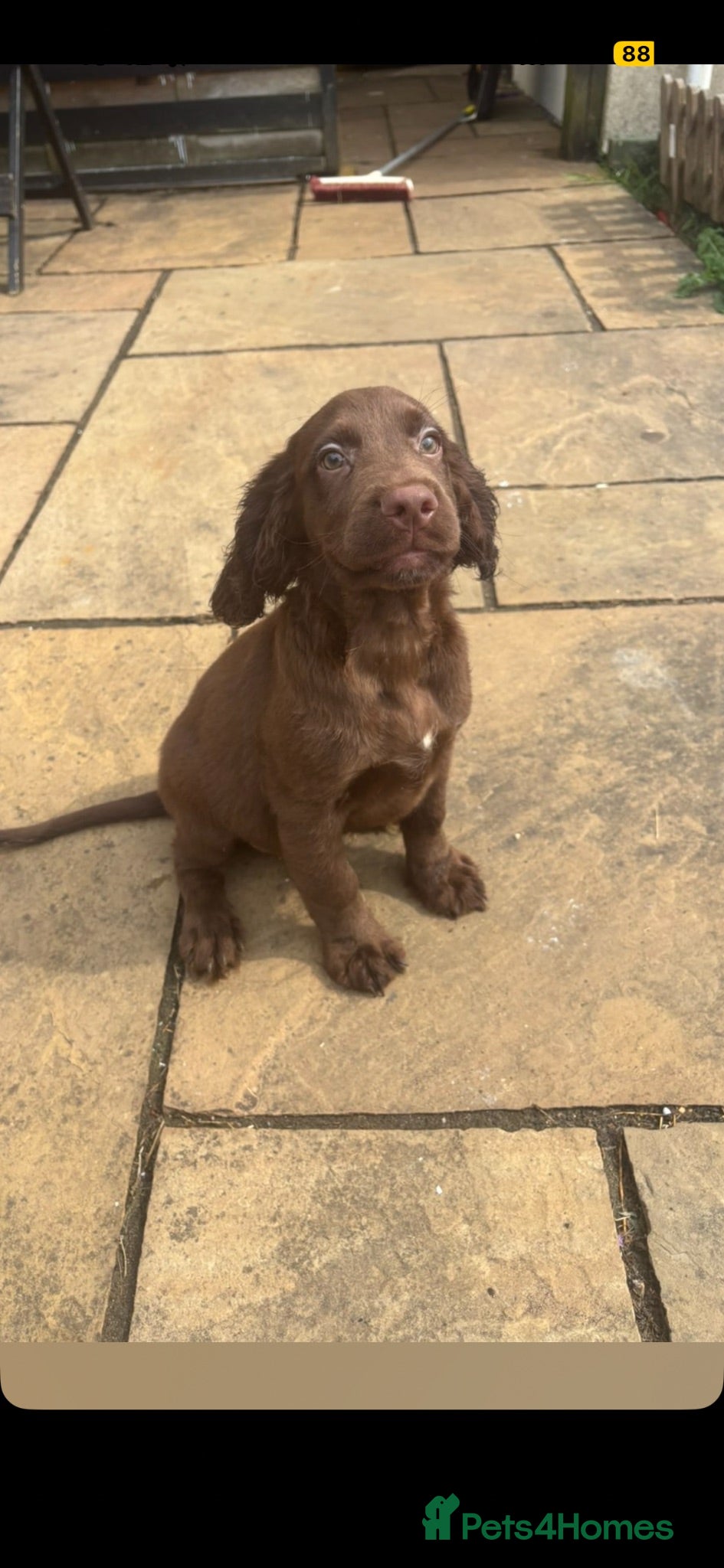 Cocker Spaniel dogs Lovely cockerspaniel puppies - Advert 5